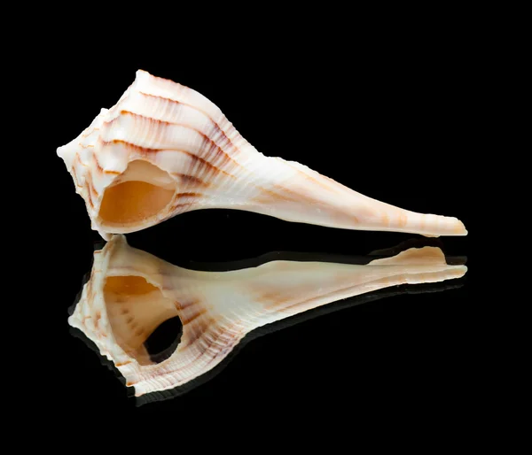 Sea shell  skeletons on black mirror — Stock Photo, Image