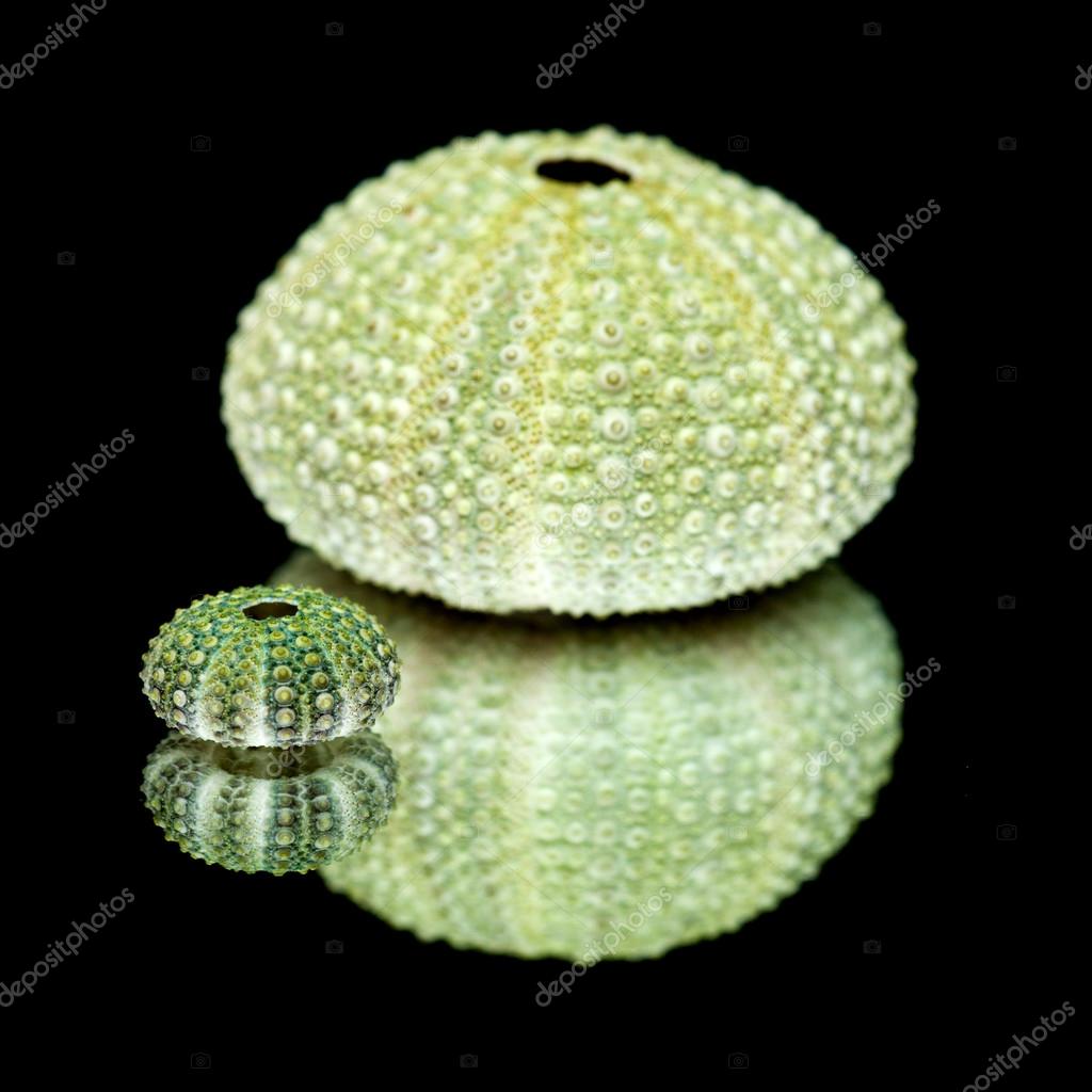 Sea Urchin Skeletons On Black Mirror Stock Photo