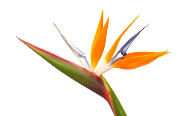 Strelitzia reginae — Stockfoto