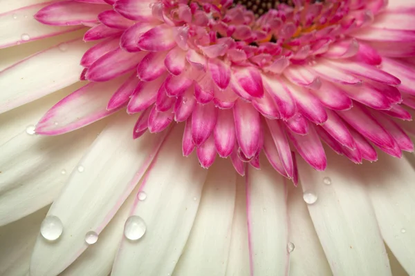 Gerberas blancas y magenta —  Fotos de Stock