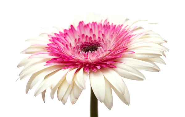 Bílé a fialové gerbera — Stock fotografie