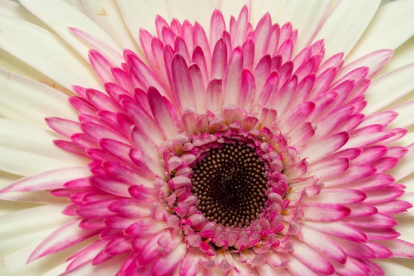 Witte en magenta gerbera — Stockfoto