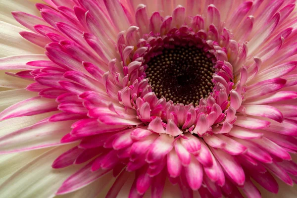 Gerberas blancas y magenta —  Fotos de Stock