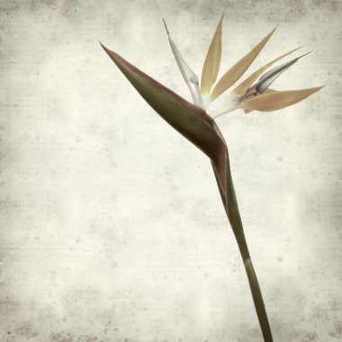 desenli eski kağıt arkaplan  