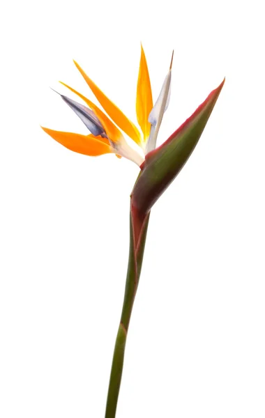 Strelitzia reginae — 스톡 사진