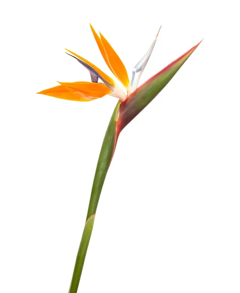 Strelitzia reginae — 스톡 사진