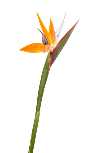 Strelitzia reginae — 스톡 사진