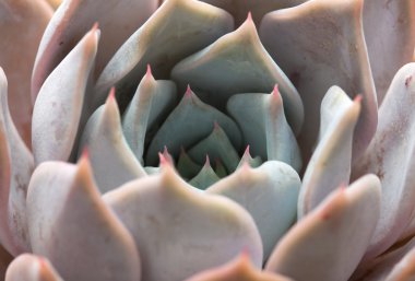 Sempervivum