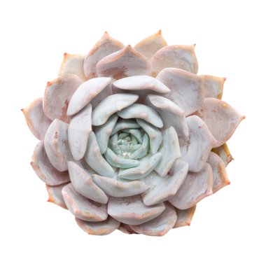 Sempervivum