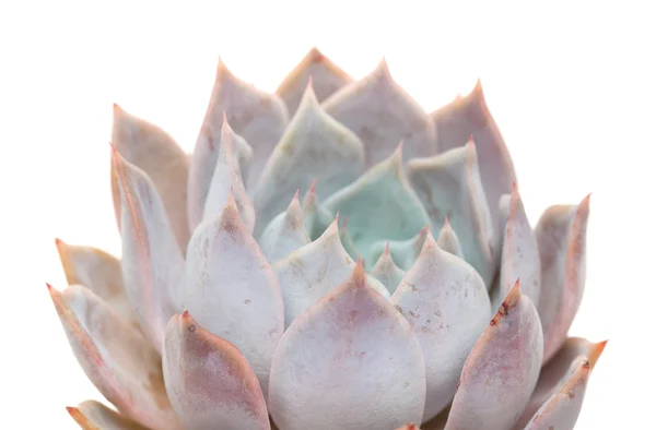 Sempervivum — Foto de Stock