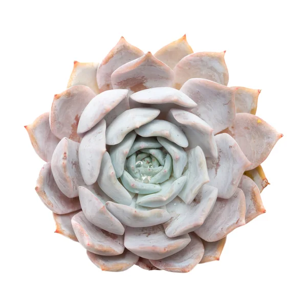 Sempervivum — Stok fotoğraf