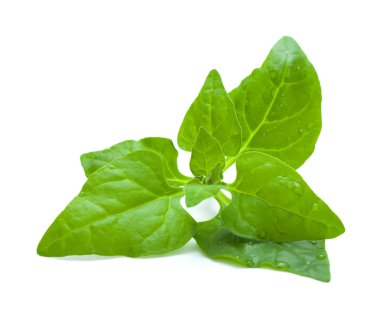 Tetragonia tetragonioides