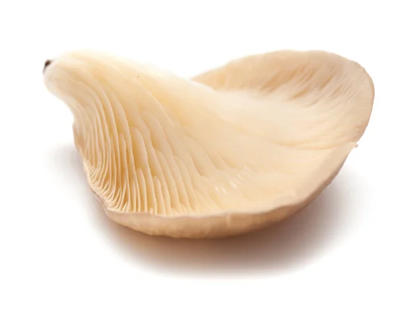 Oyster mushrooms isolated — Stock Photo, Image