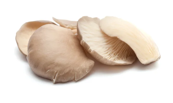Oyster mushrooms isolated — Stock Photo, Image