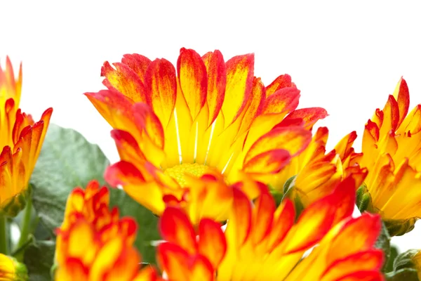 Chrysanthemum, — Stock Photo, Image