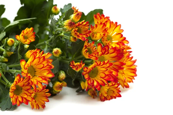 Chrysanthemum, — Stock Photo, Image