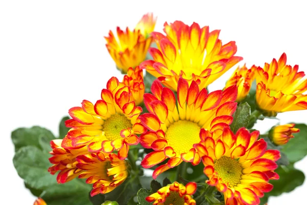 Chrysanthemum, — Stock Photo, Image