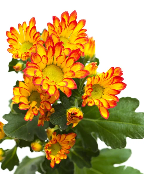 Chrysanthème, — Photo