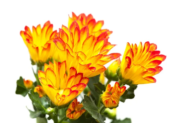 Chrysanthemum, — Stock Photo, Image