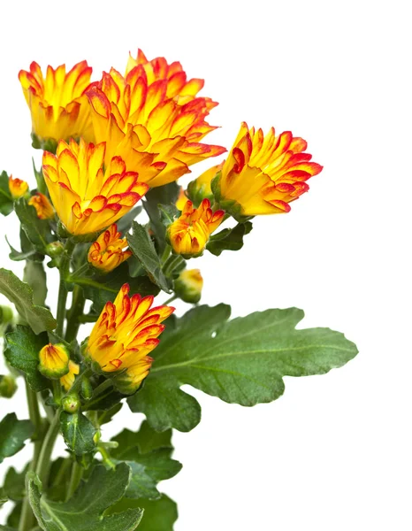 Krysantemum, — Stockfoto