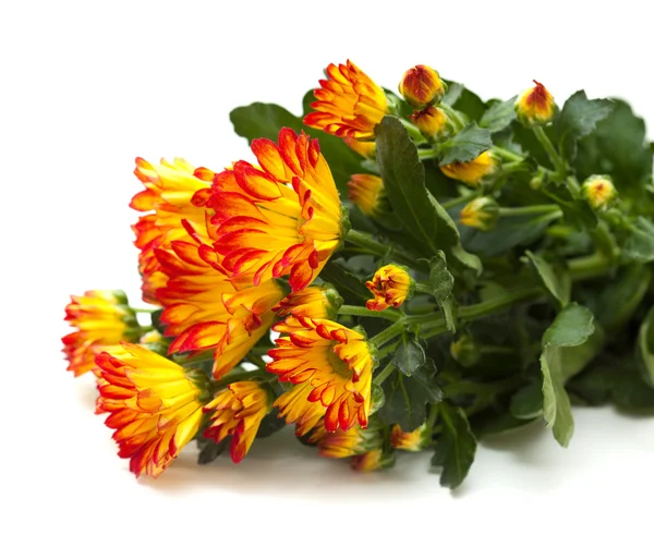 Chrysanthemum, — Stock Photo, Image