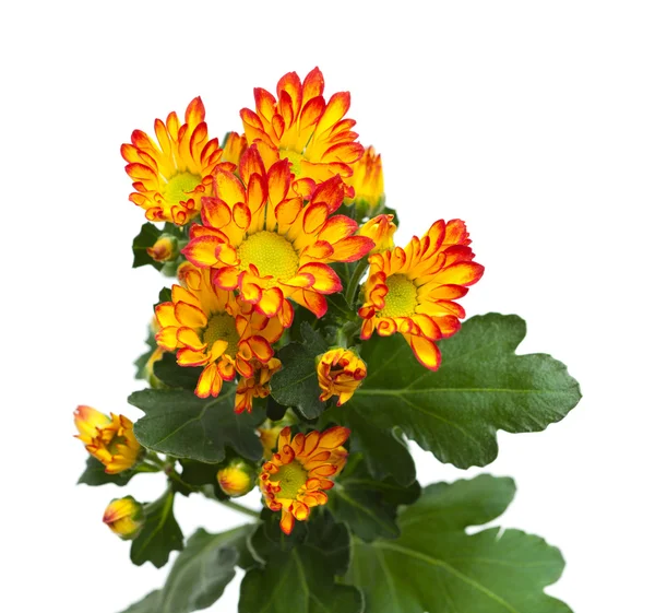 Crisantemo, —  Fotos de Stock