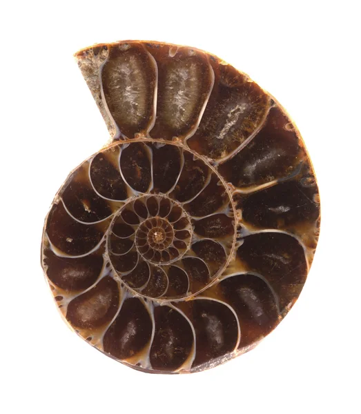 Sezione di ammonite — Foto Stock