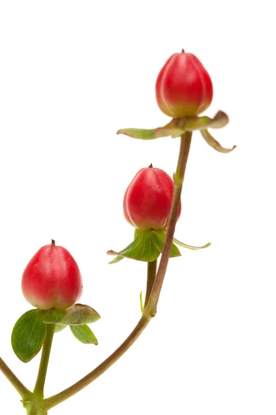 Hypericum — Stock Photo, Image