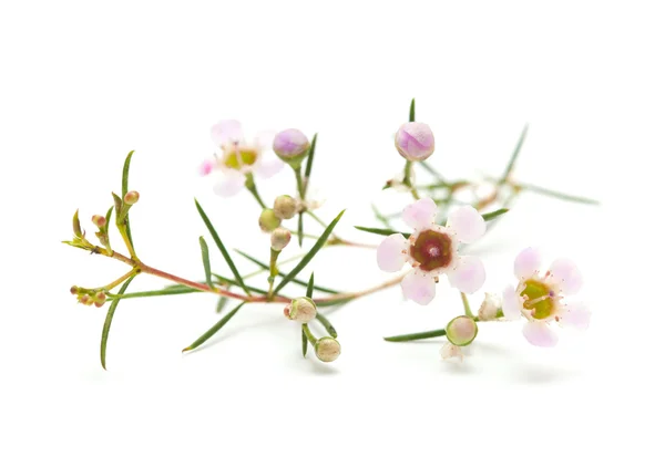 외따로 떨어진 밀랍 꽃 — 스톡 사진