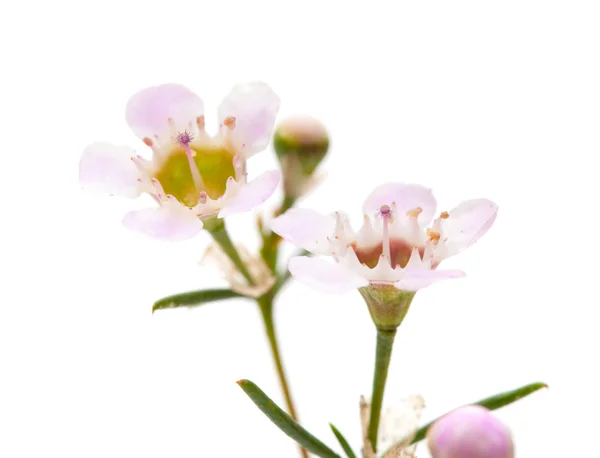 Wasbloem geïsoleerd — Stockfoto