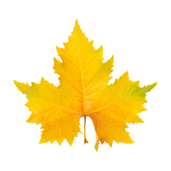 Autumnal plane tree leaf — Stock Photo, Image