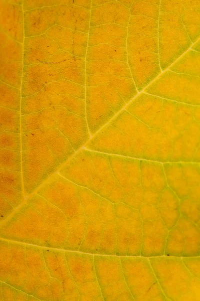 現実的なプラタナスの葉の背景 — ストック写真
