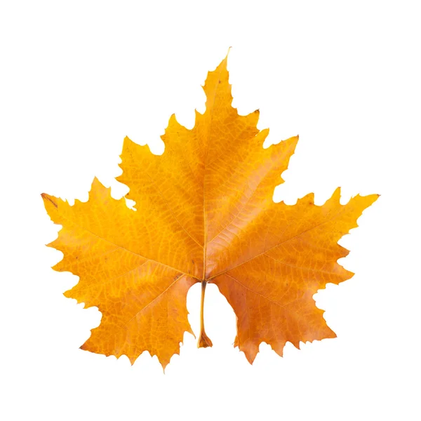 Autumnal plane tree leaf — Stock Photo, Image