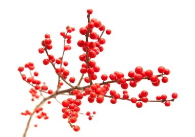 Ilex verticillata clipart