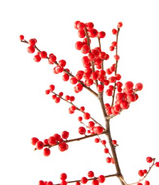 çobanpüskülü verticillata
