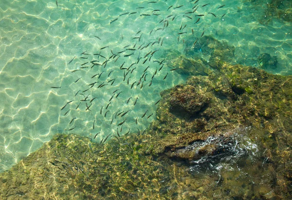 Peixe em água transparente — Fotografia de Stock