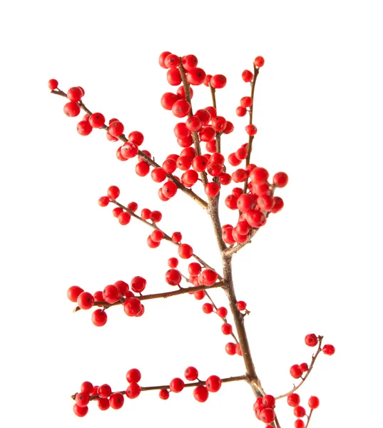 Ilex verticillata — Zdjęcie stockowe