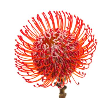 Kırmızı protea