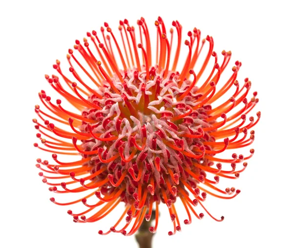 Kırmızı protea — Stok fotoğraf