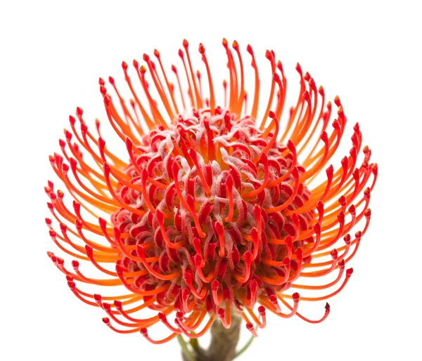 Piros protea — Stock Fotó