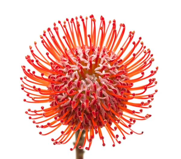 Red protea — Stock Photo, Image