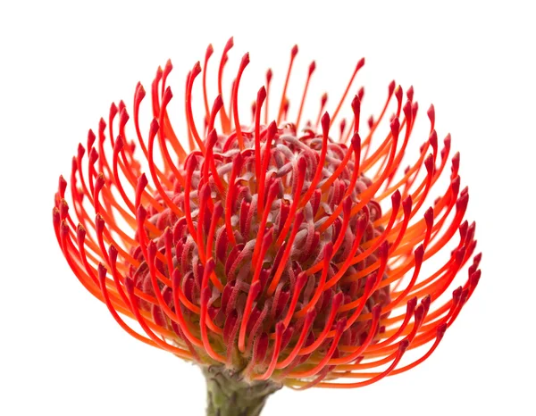 Protea rosso — Foto Stock