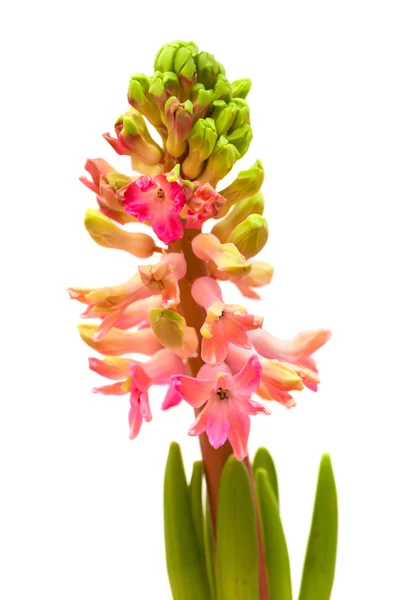 Pink hyacinth — Stock Photo, Image