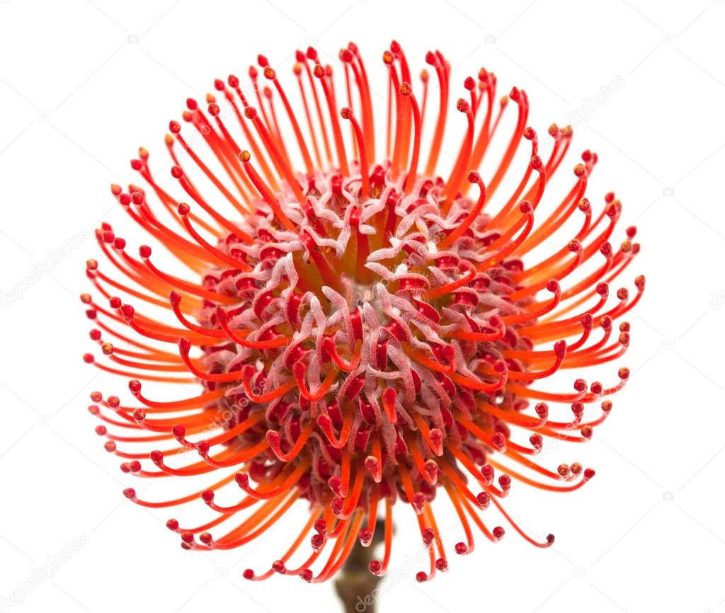 red protea
