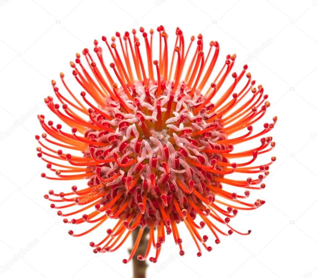 red protea