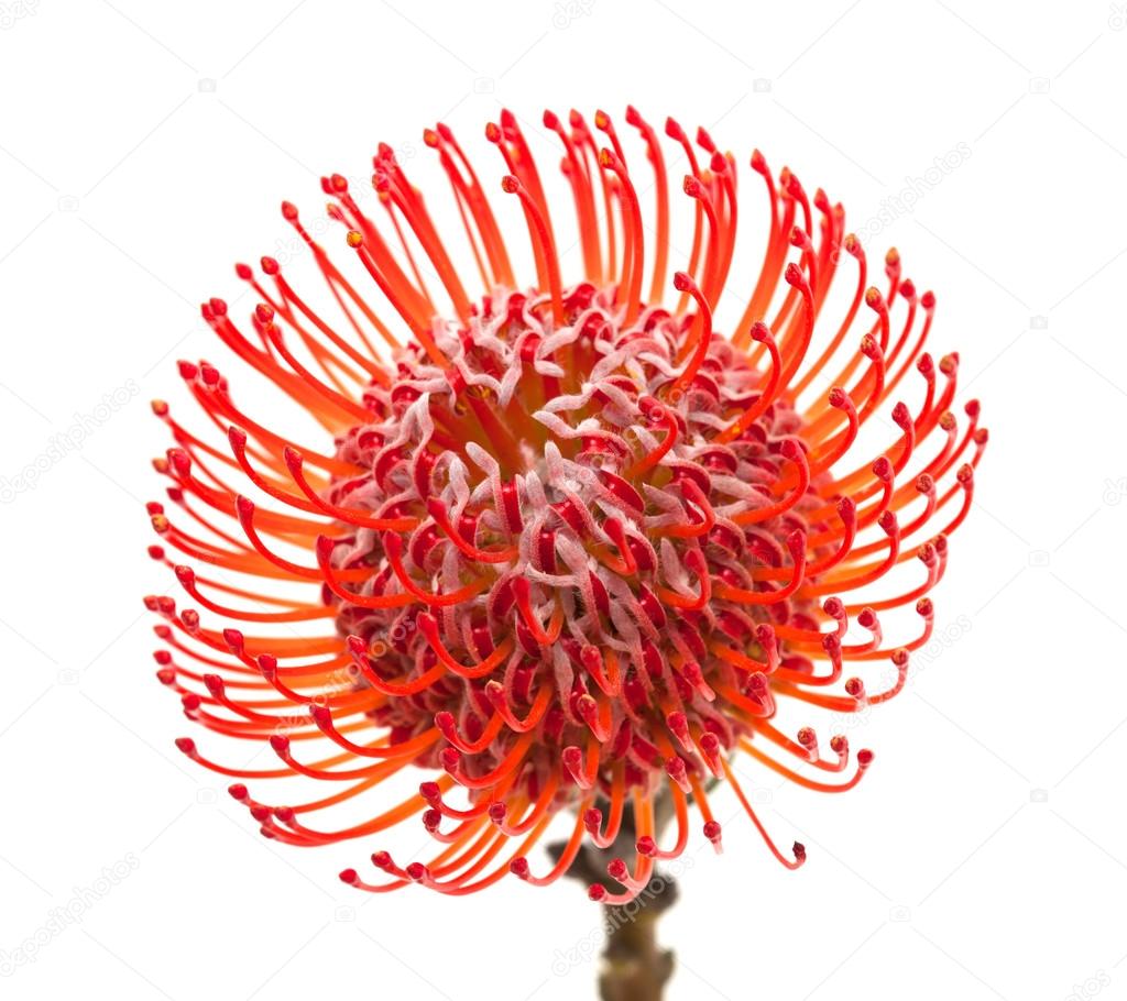 red protea