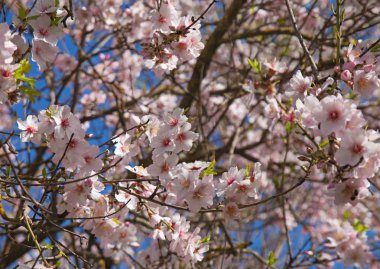 Güzel çiçek arka plan ile çiçeklenme badem