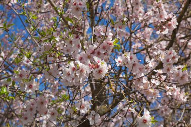 Güzel çiçek arka plan ile çiçeklenme badem