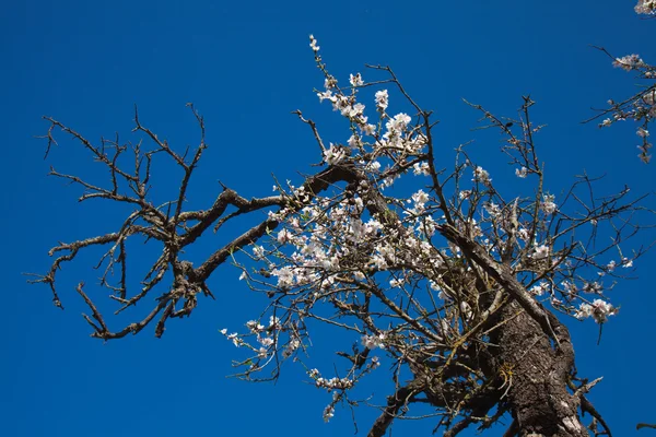 Starý polomrtvý mandloň s jednou kvetoucí větve — Stock fotografie