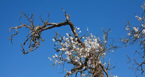 Old half-dead almond tree with one flowering branch — Stock Photo, Image